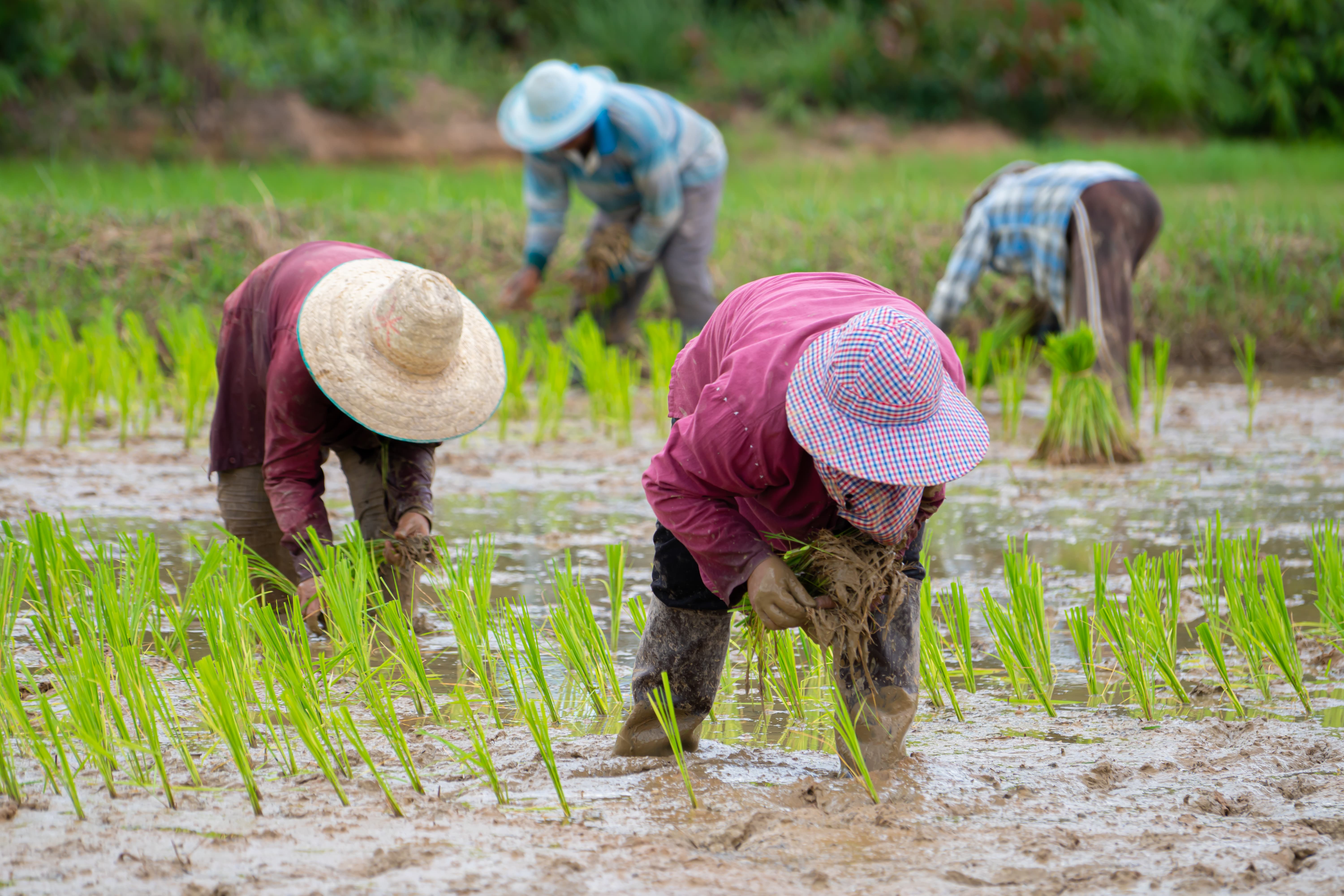 farmers picking rice