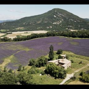 lavender field