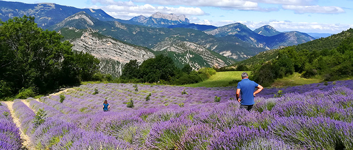 France: Tackling lavender disease