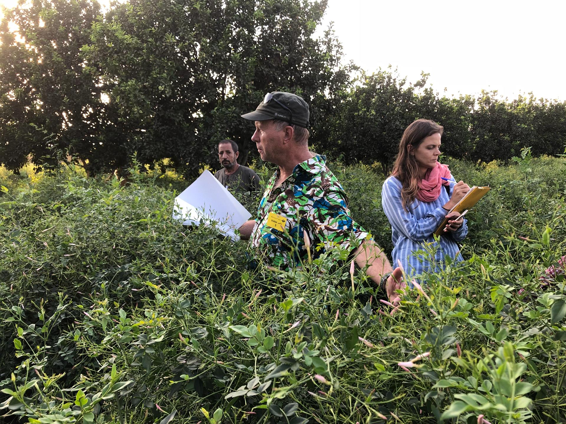 ECC in jasmine fields