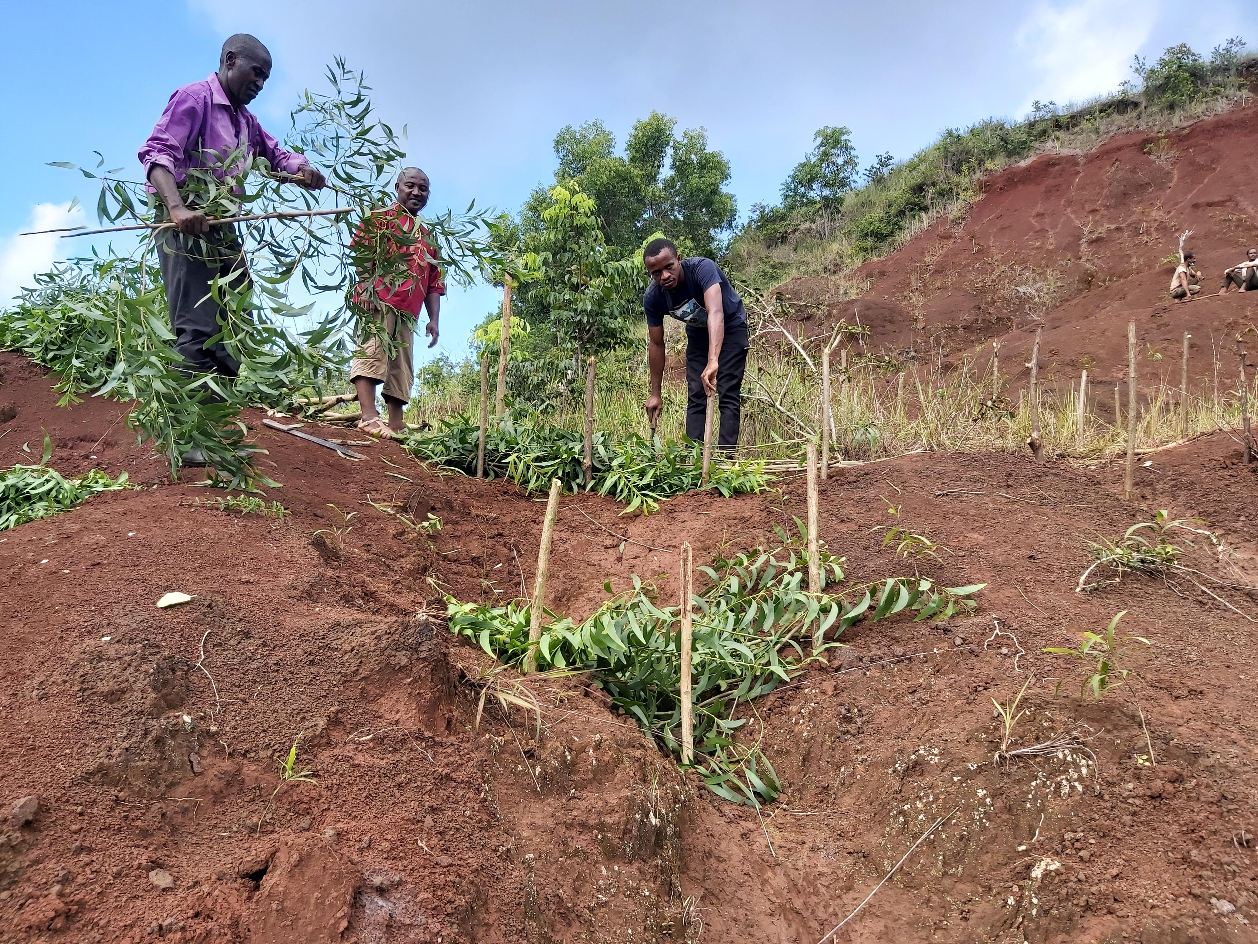 firewood treeplanting