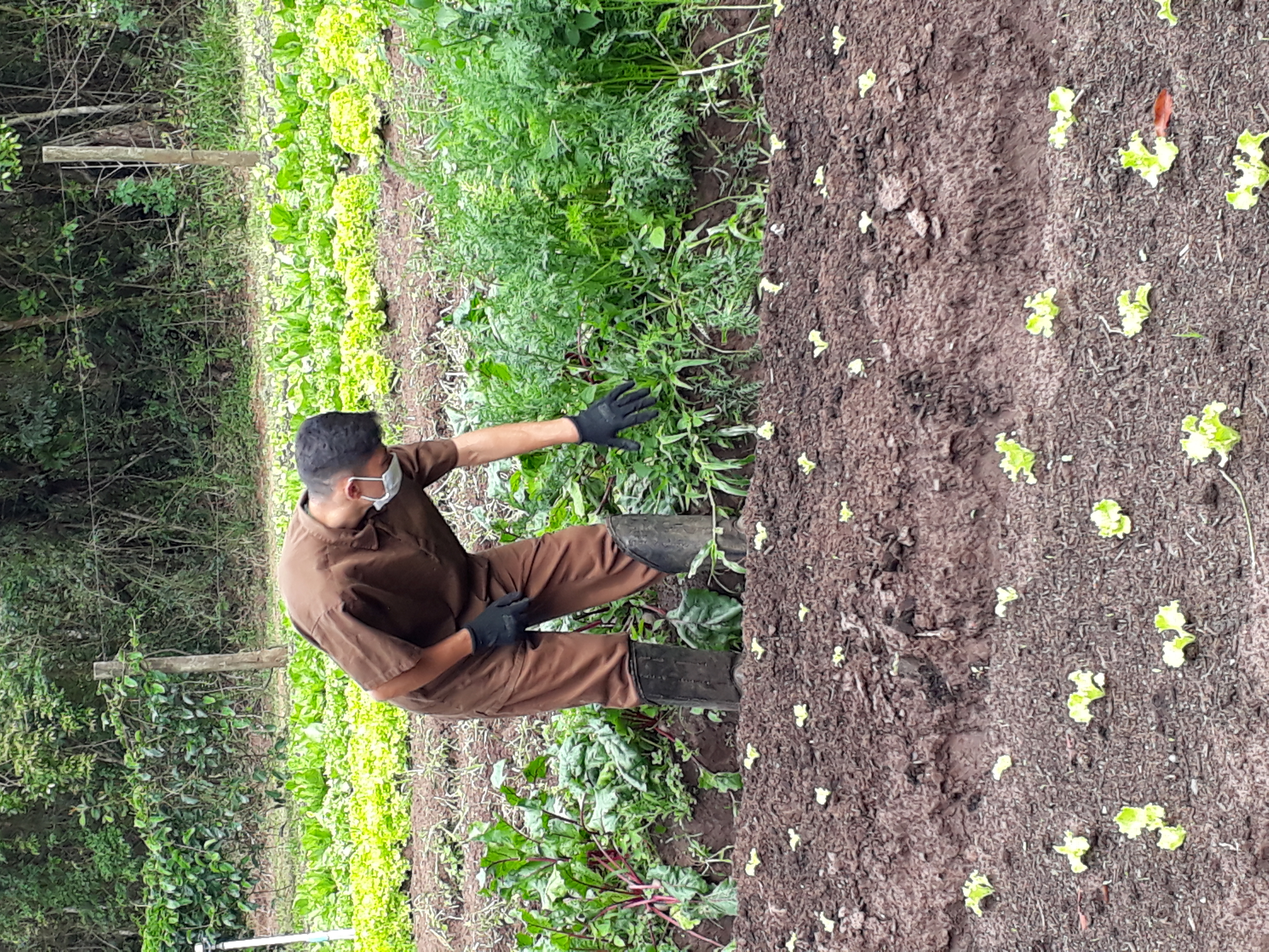 Gardener in Botucatu social garden