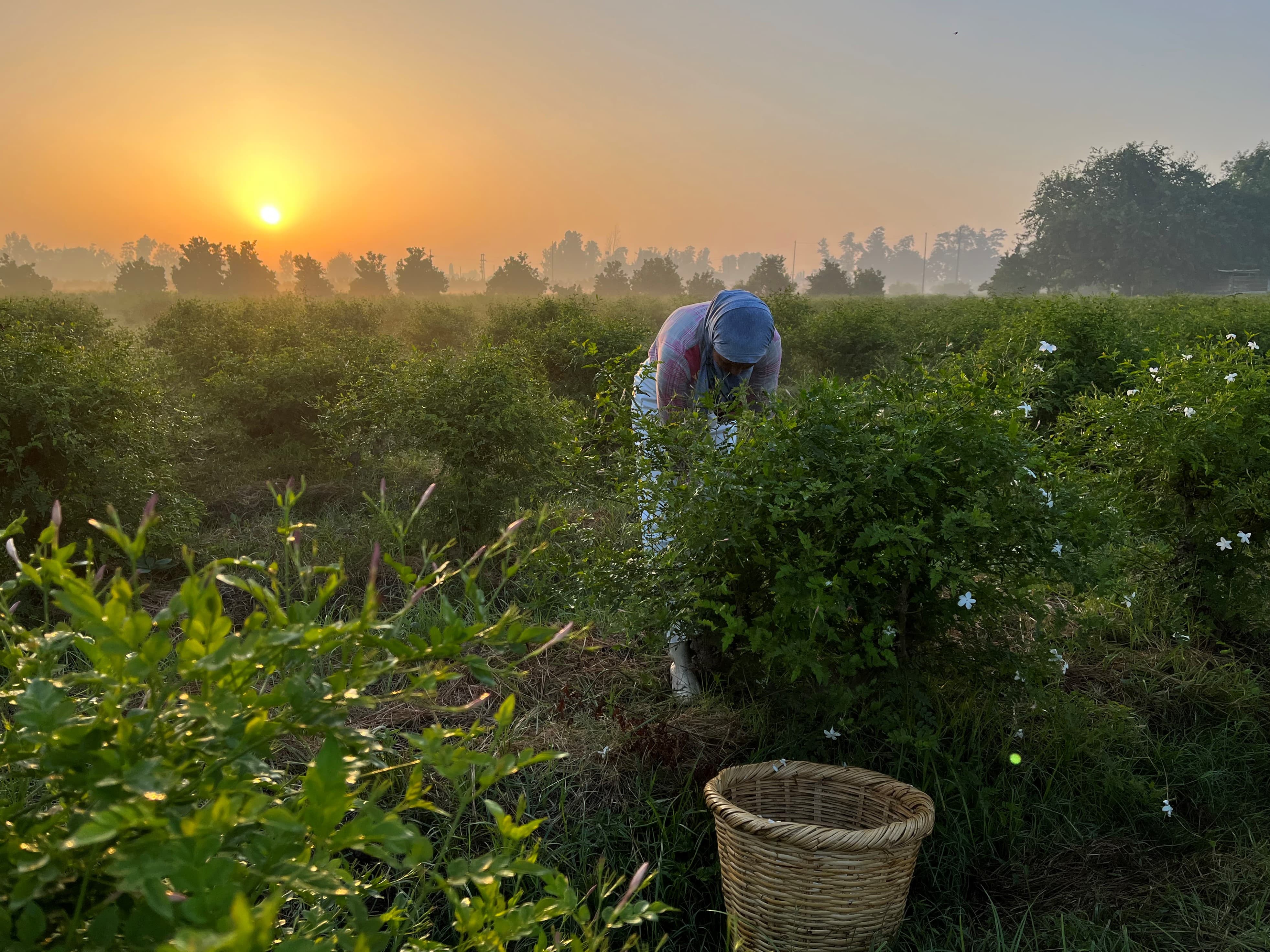 Woman picking jasmine flowers at dawn