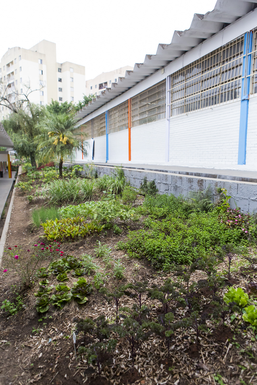 school garden