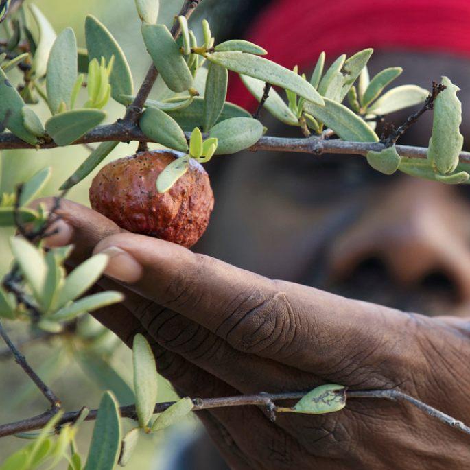 Australia sandalwood