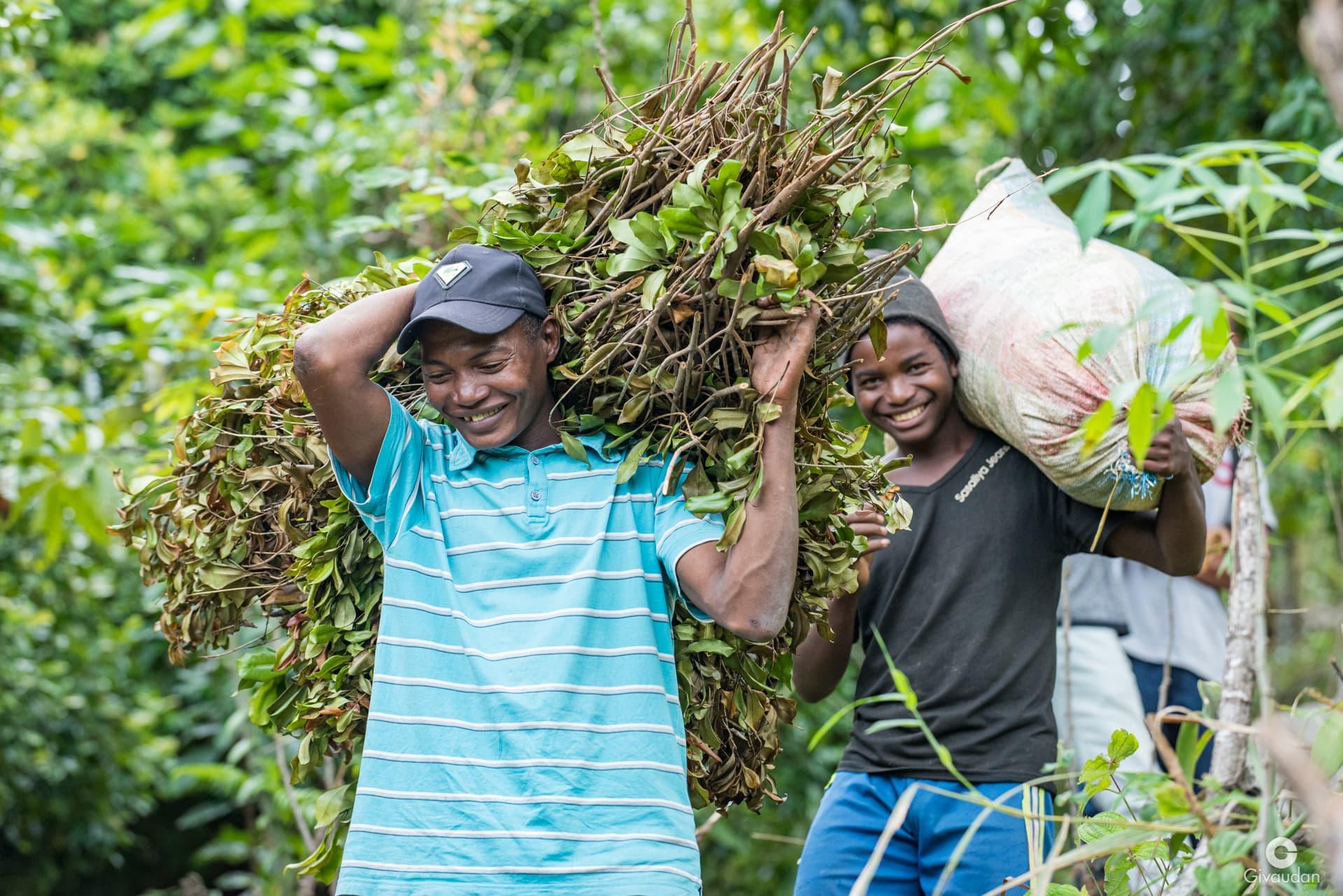 Two man transporting clove leaves