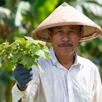 producer showing patchouli