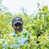 Clove leaf oil producer in the field