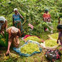women picking ylang