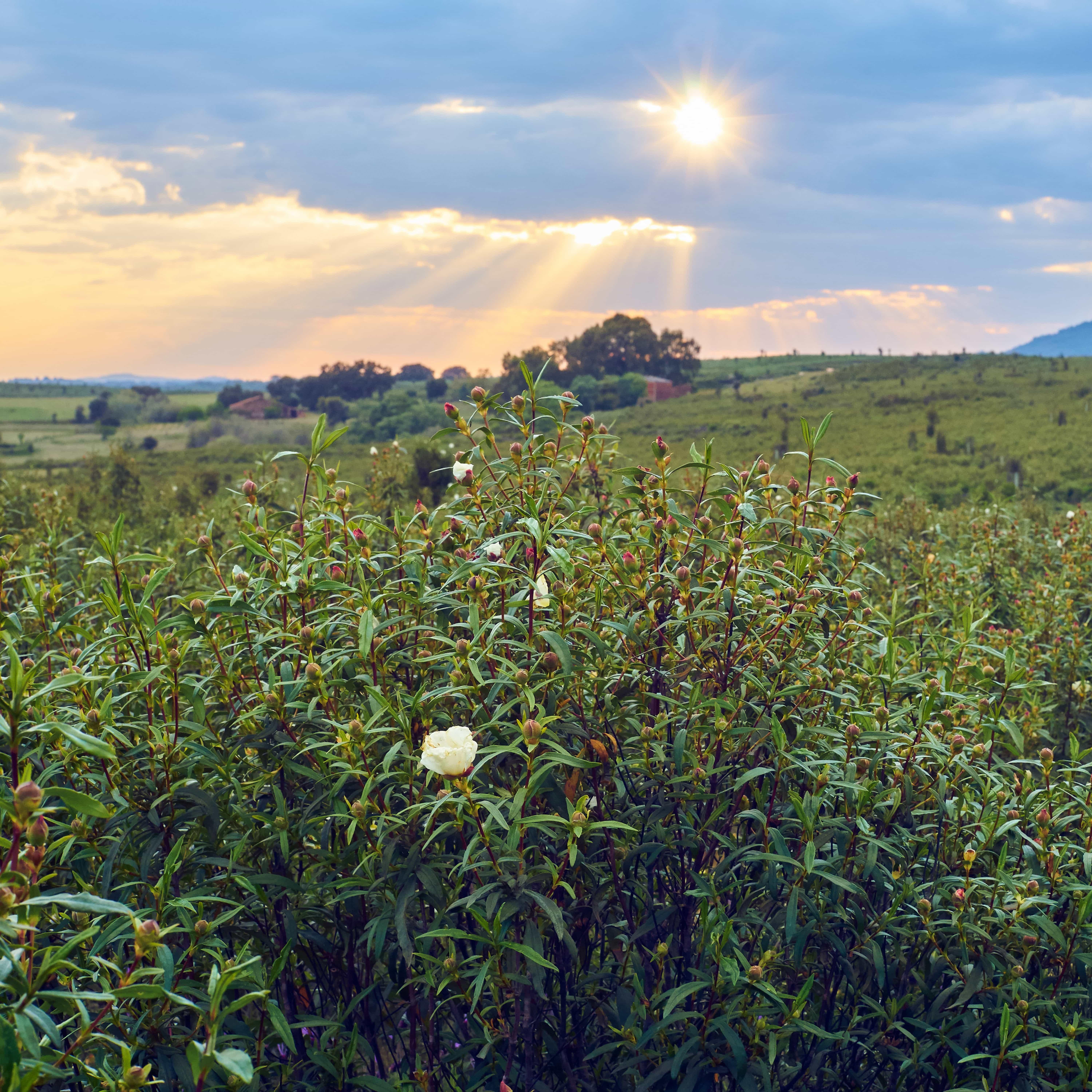 cistus field