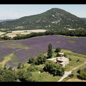 lavender field