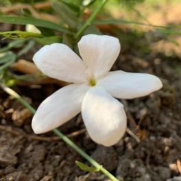 Jasmin flower