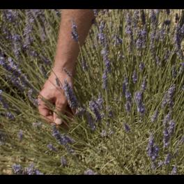 Hand touching lavender