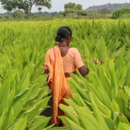 women in curcuma forest